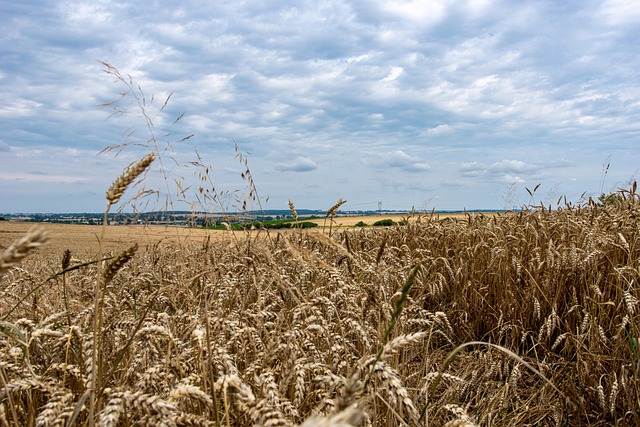 Free Church Landscape photo and picture