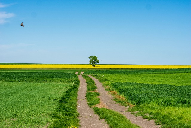 Free Village Field photo and picture