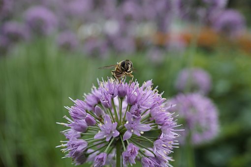Bi, Insekt, Makro, Tæt På, Natur, Blomst
