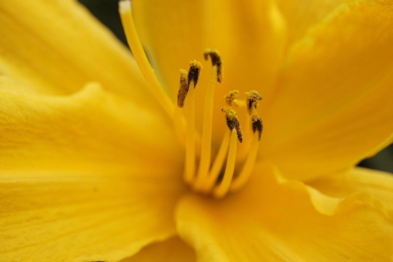 Flower - free online jigsaw puzzle photo