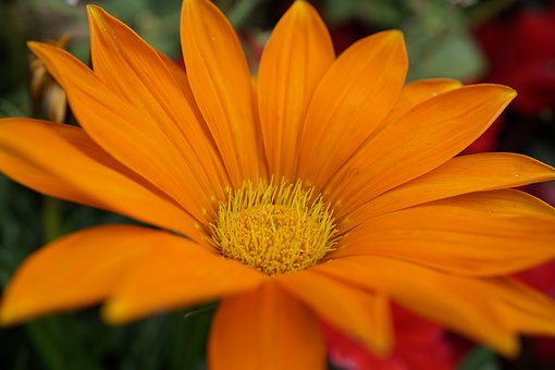 Blomst, Orange, Tæt Op, Smukke Blomster