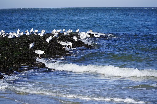 Hav, Måge, Fugle, Natur, Bølge, Strand