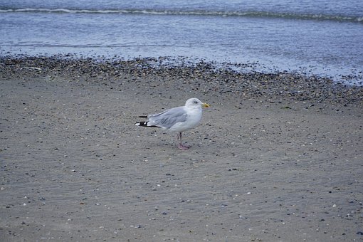Måge, Fugl, Strand, Hav, Natur, Dyreliv