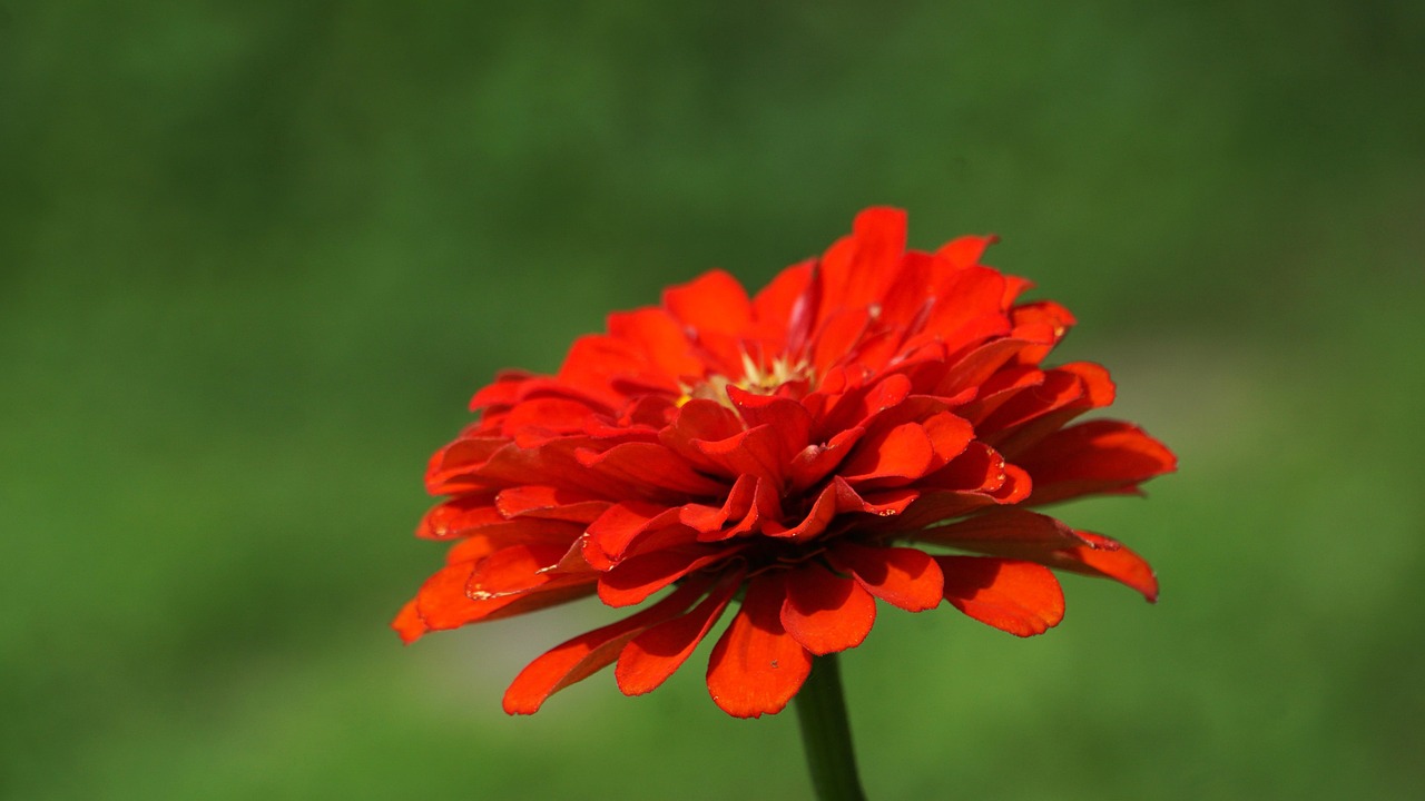 Gewöhnliche Zinnie Rote Kostenloses Foto auf Pixabay Pixabay