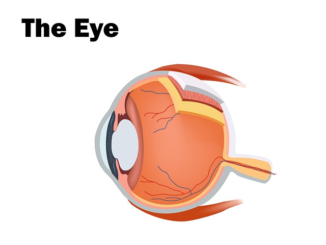 Free Anatomy Eye photo and picture