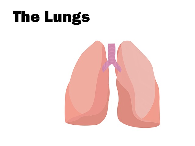 Free Lungs Anatomy photo and picture