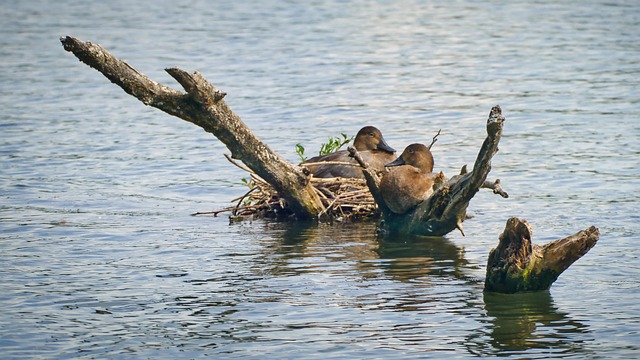 Patos, Aves Acuáticas, Nido De Pato