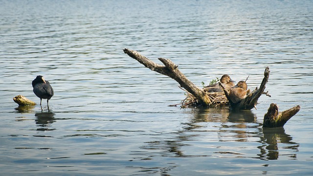 Patos, Aves Acuáticas, Nido De Pato