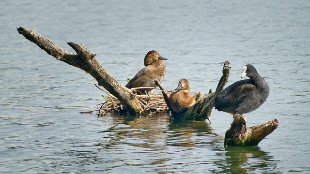 Aves Acuáticas, Plumaje, Ave Acuática