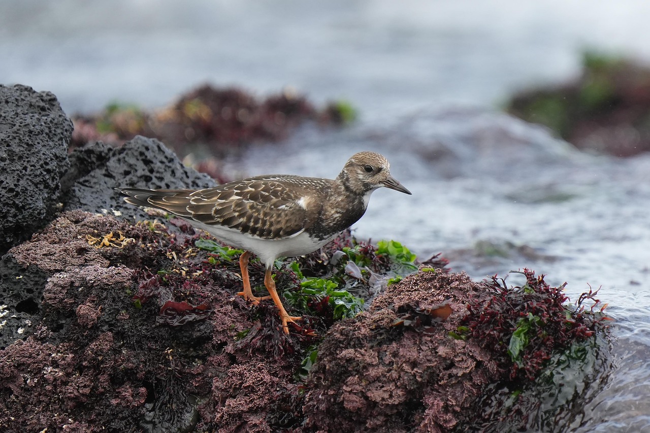 snipe, new, i can twist, wild animals, beach, birds, nature