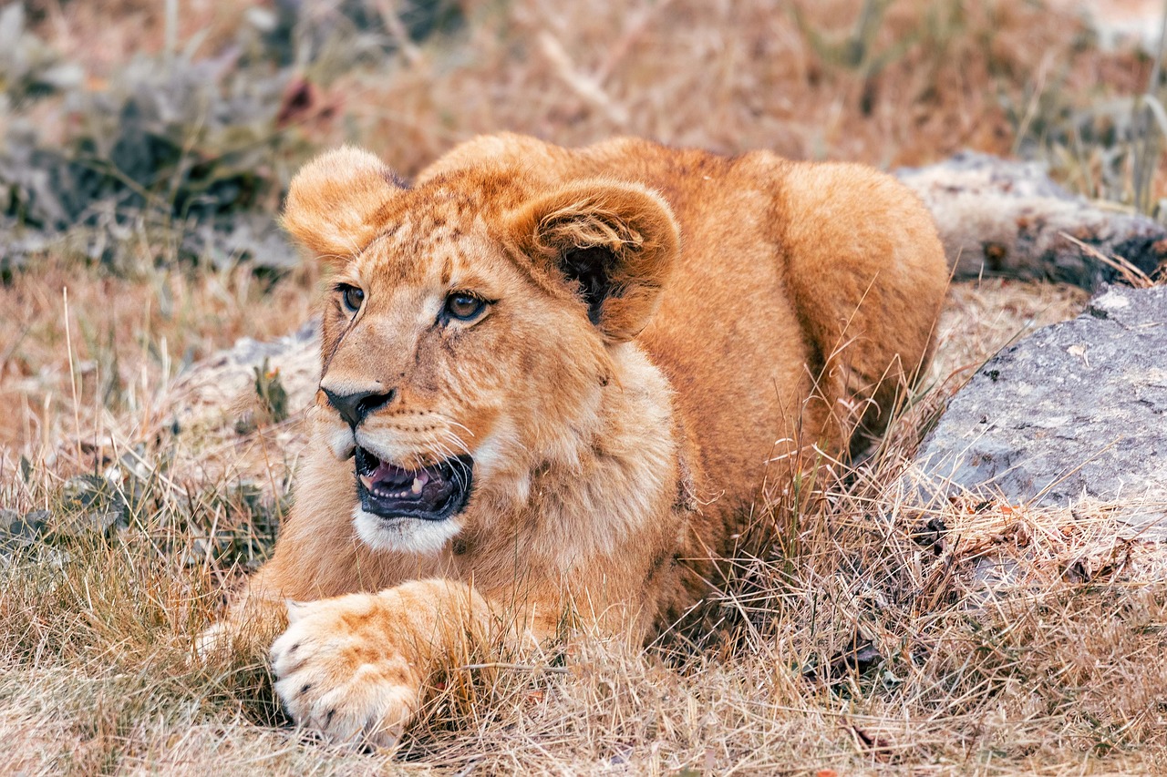 L we Jung Natur Kostenloses Foto Auf Pixabay Pixabay L we Jung Natur Kostenloses Foto Auf Pixabay Pixabay