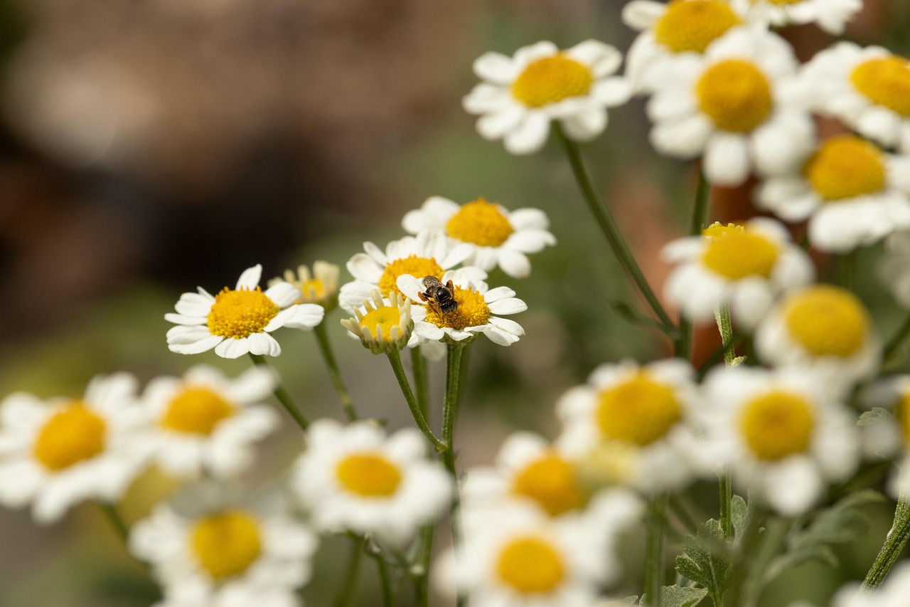 Chamomile Bee Insect Free photo on Pixabay Pixabay