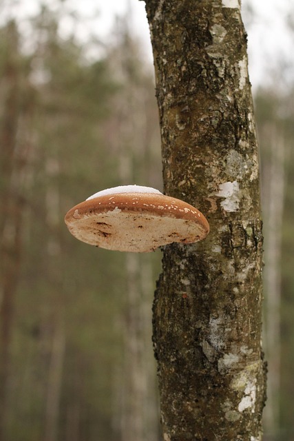 Free Forest Mushroom photo and picture