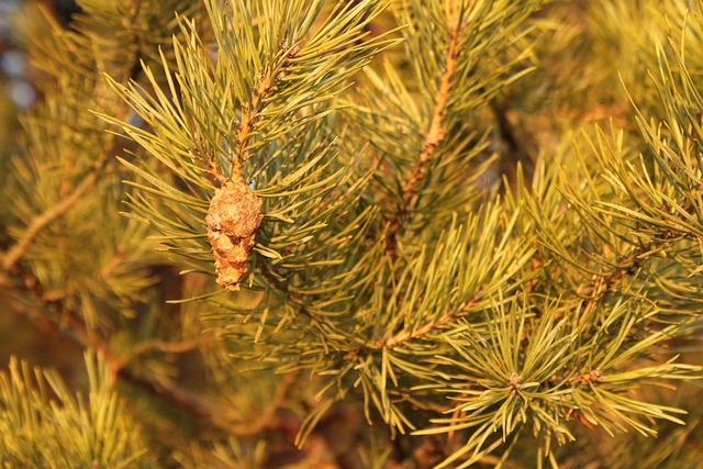 Free Pine Cone Pine Tree photo and picture