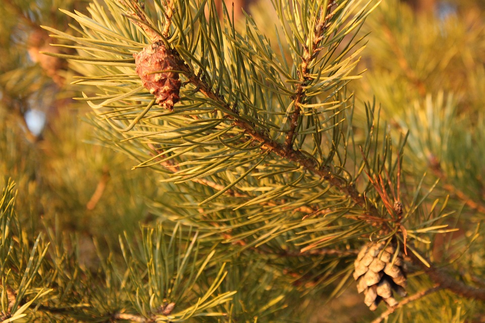 Pine Cone Tree Spruce Free photo on Pixabay