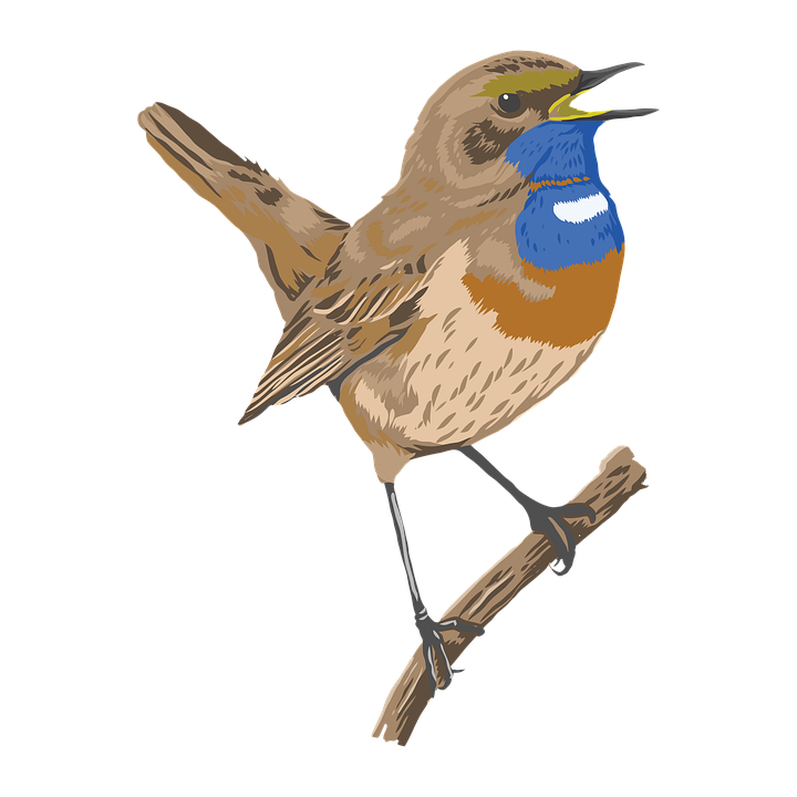 Bird Robin Animal Free image on Pixabay