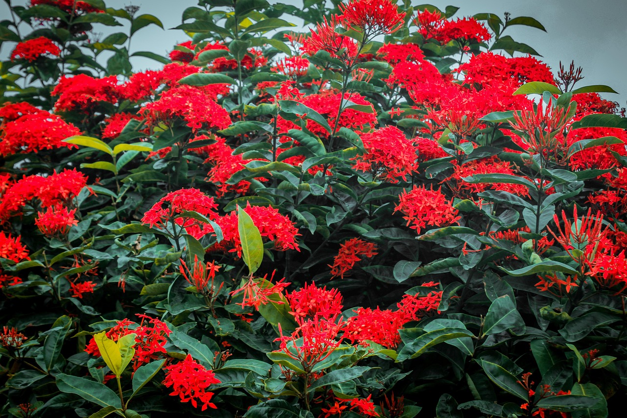 Flowers Green Nature Natural - Free photo on Pixabay - Pixabay