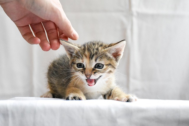 Cat, animal, kitten and hand — photo by Artem_Makarov