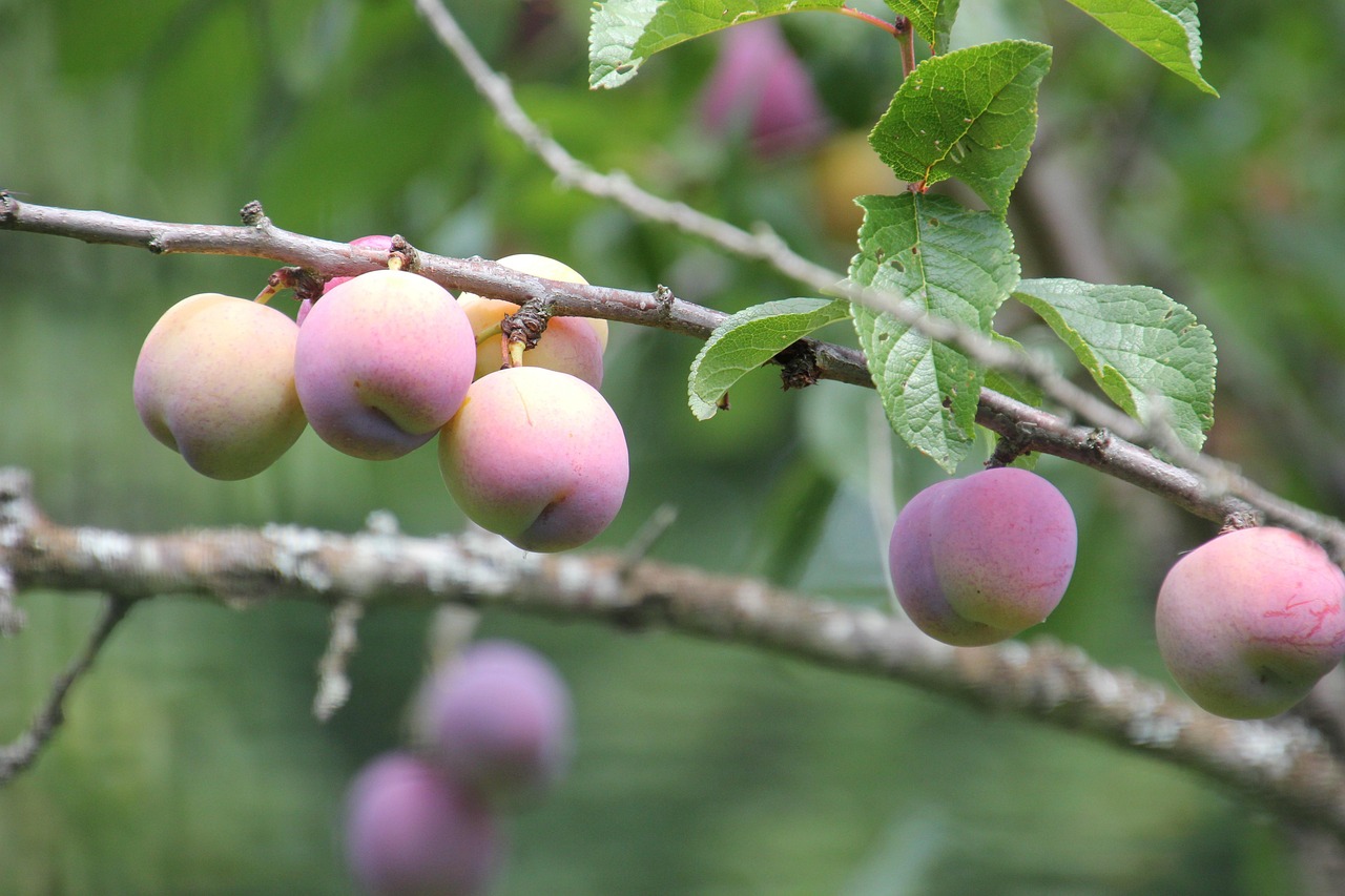 Plums Fruit Fresh Free photo on Pixabay Pixabay
