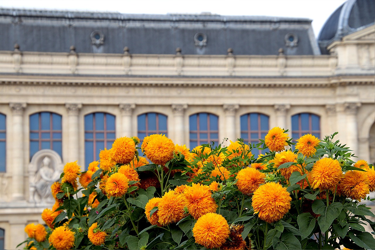 Sunflower - free online jigsaw puzzle photo