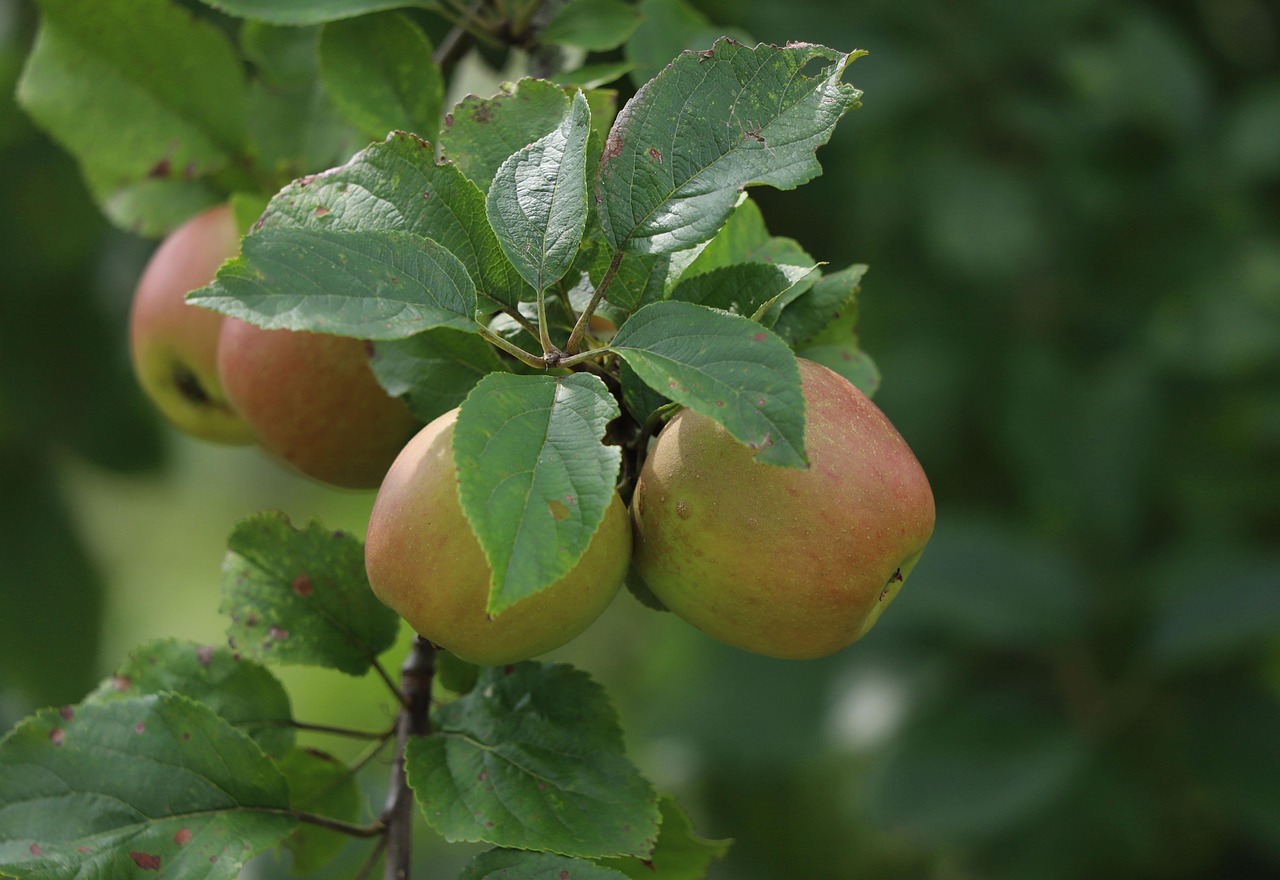 Braeburn Apples Orchard Free photo on Pixabay Pixabay