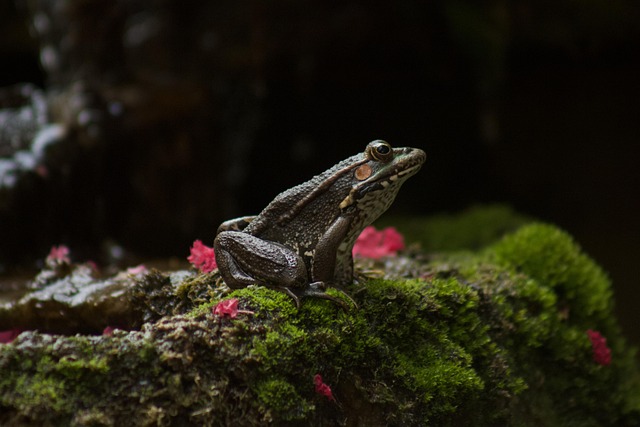 Frog Amphibian Moss - Free photo on Pixabay