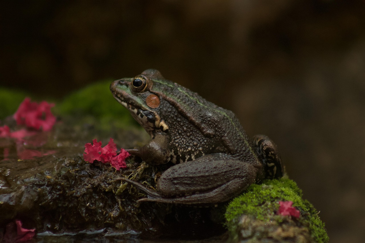 Frog - free online jigsaw puzzle photo