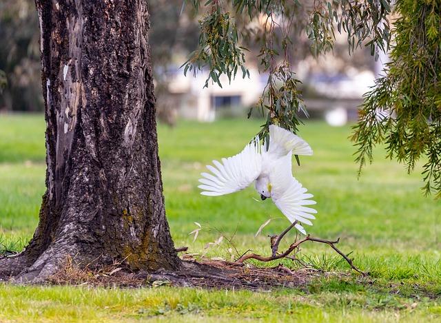 Free Sulphur-Crested Cockatoo Cockatoo photo and picture