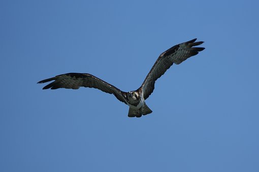 Águila Pescadora, Raptor, Pájaro