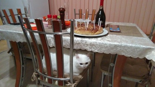 Free Cat White photo and picture
