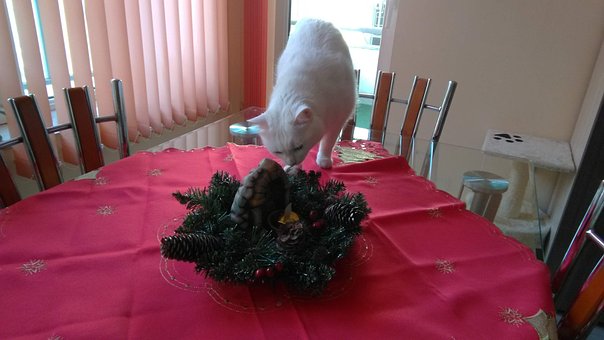Free Cat Christmas photo and picture