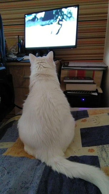 Free Cat White photo and picture