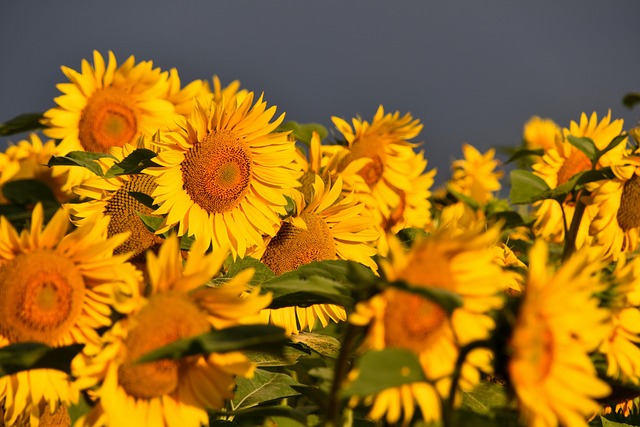 Sunflower Yellow Flower - Free photo on Pixabay - Pixabay