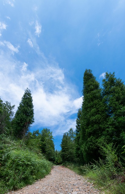 Free Tree Mountain Road photo and picture
