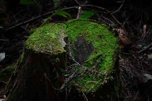 Free Tree Stump Moss photo and picture