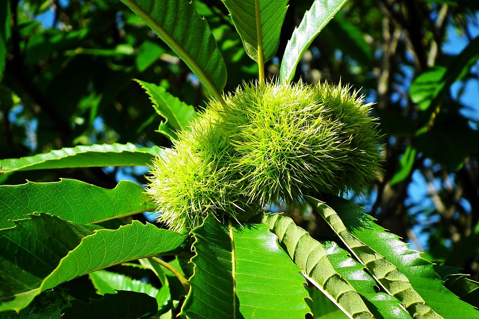 Kastanye Kastanye Buah-Buahan Pohon - Foto gratis di Pixabay - Pixabay