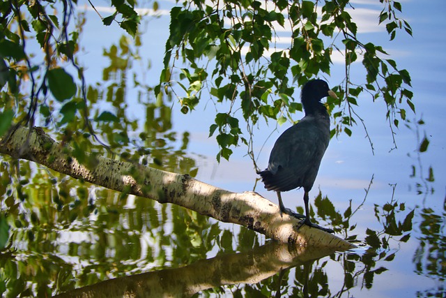 Ave Acuática, Lago, Estanque
