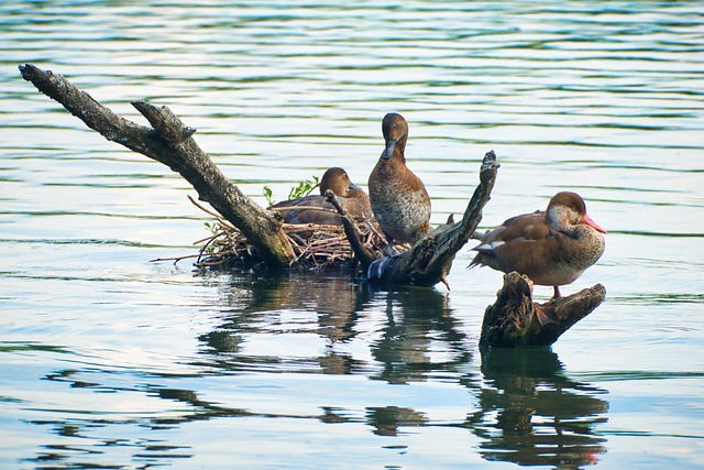 Patos, Impresionantesrefugios, Lago