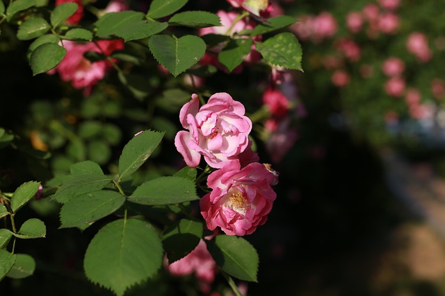 Blumen Pinke Garten Kostenloses Foto auf Pixabay Pixabay