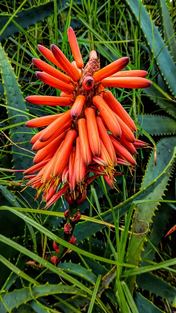 Free Flower Flower Wallpaper photo and picture