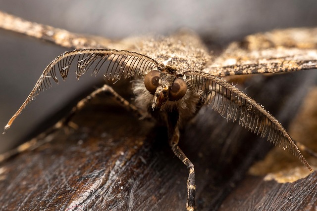 Free Insect Animal photo and picture
