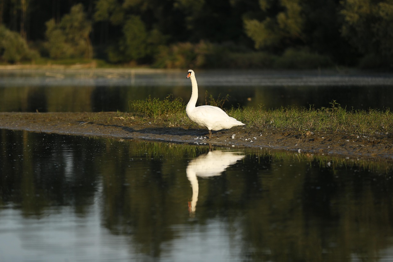 Cygne Oiseau D'Eau Animal - Photo gratuite sur Pixabay - Pixabay