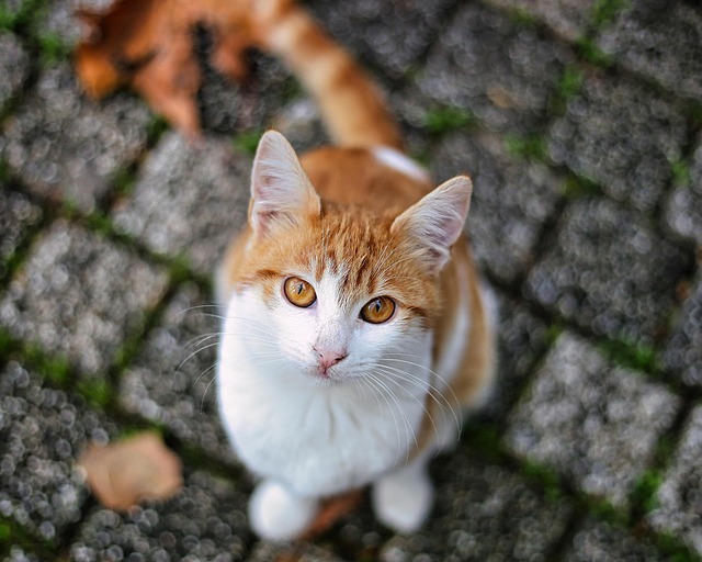 Free Cat Animal photo and picture