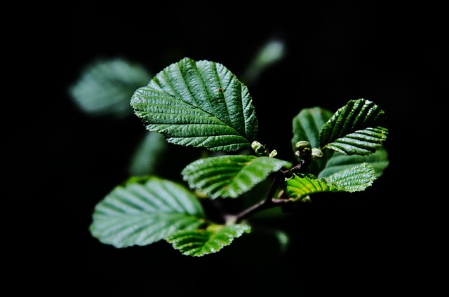 Free Branches Hd Wallpaper photo and picture