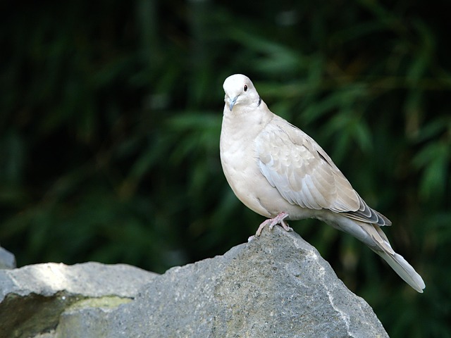 Taube, Vogel, Tier, Auge, Schnabel