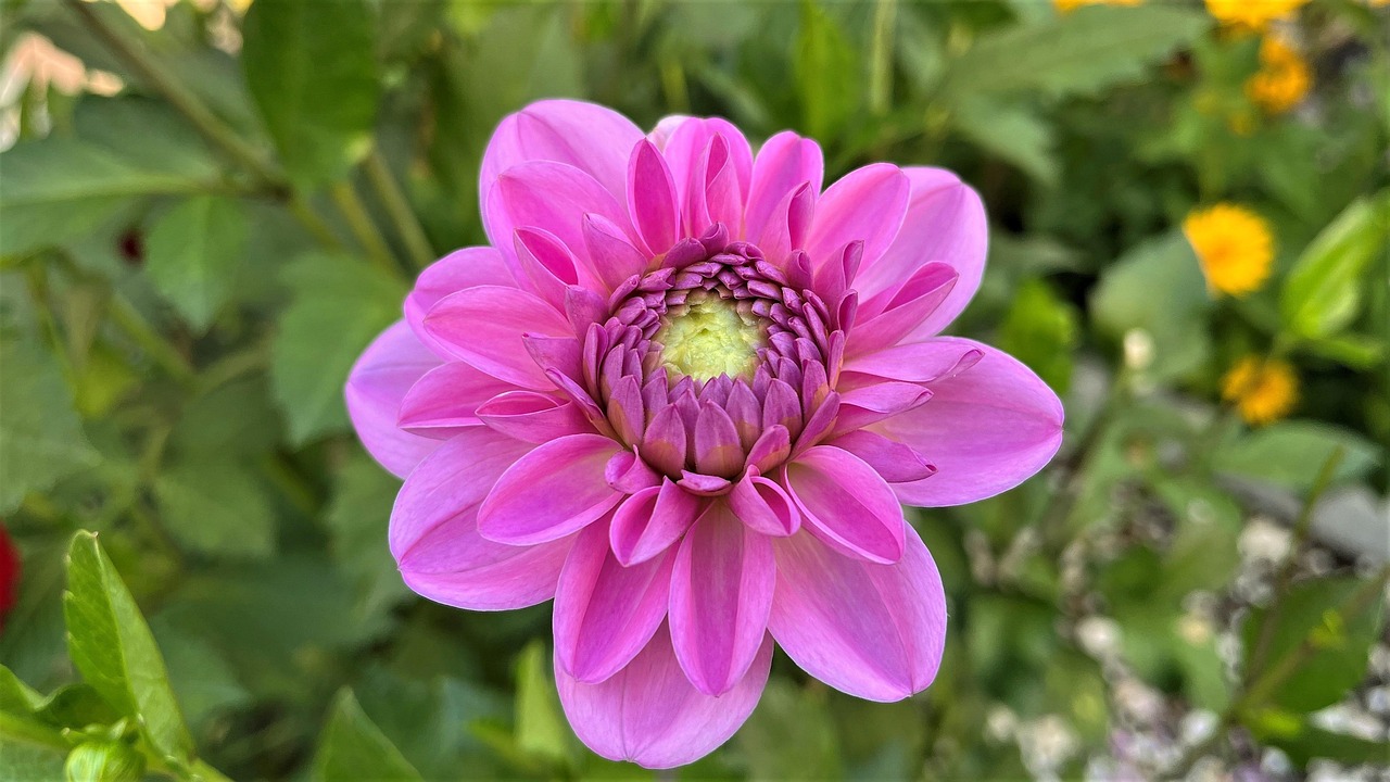 花 ダリア ピンクのダリア - Pixabayの無料写真 - Pixabay