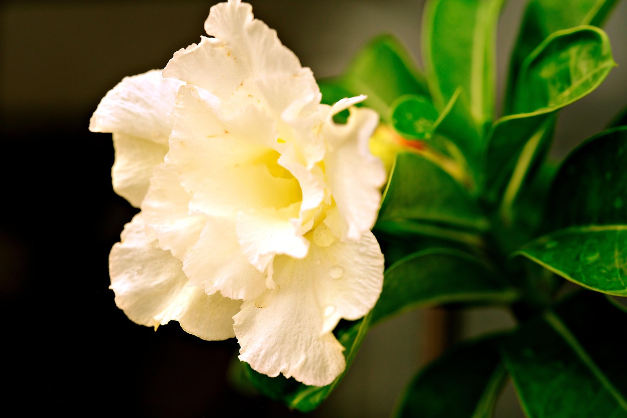 Adenium Flower Plant - Free photo on Pixabay
