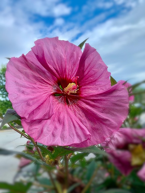 花 盛开 开花 - Pixabay上的免费照片 - Pixabay
