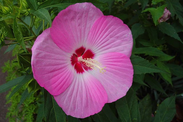 Free Petal Single Flower photo and picture