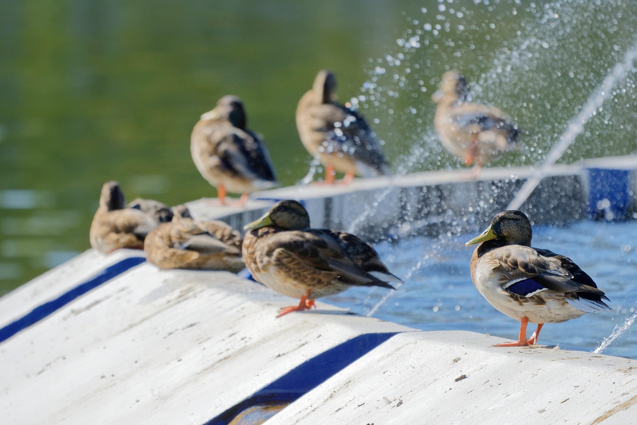 Ducks Birds Fountain - Free photo on Pixabay - Pixabay